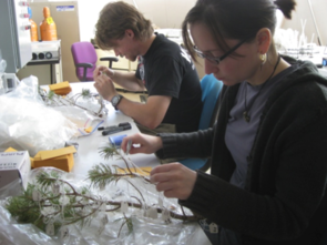 Solving a tree puzzle: Students measure tree parts for the research study. (Photo courtesy of Lisa Patrick Bentley) Solving a tree puzzle: Students measure tree parts for the research study. (Photo courtesy of Lisa Patrick Bentley)